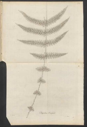 24. Polypodium Oreopteris