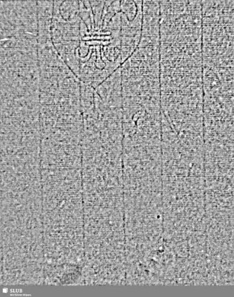 Lilienschild + Buchstaben IESV / Buchstaben LW = S.7/8