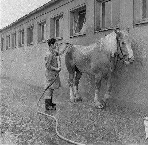 Tierklinik Dresden-Reick, Oskar-Röder-Str. 6. Pferdewäsche
