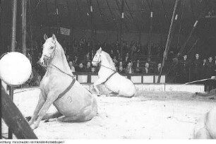 Dresden, Gastspiel des Zirkus Busch, April 1952