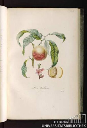 Pl. XLVI. Pavie Madeleine.