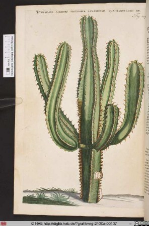 TITHYMALUS AIZOIDES FRUTICOSUS CANARIENSIS QUADRANGULARIS ECT.