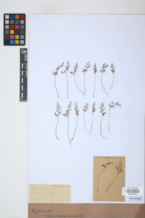 Asplenium ruta-muraria L.