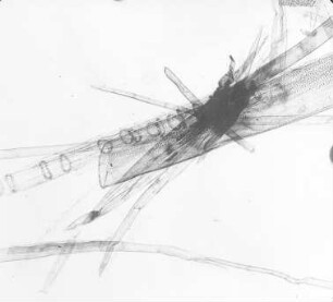 Zuckerrohr : Stoffkunde und Materialprüfung: Stoffkunde, Faserstoffe: Zuckerrohr