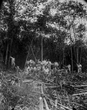 São João de Petrópolis in Espírito Santo. Einjähriger Pflanzenwuchs. Gruppenportrait wohl von Arbeitern, die die Bäume abholzen