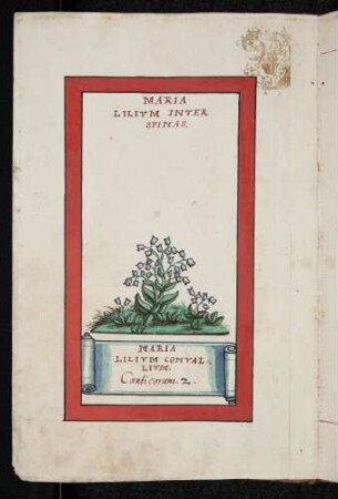 Maria Lilium