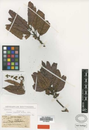 Sloanea longiseta C.Wright ex Griseb. [syntype]