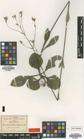 Stevia alatipes B.L.Rob. [type]