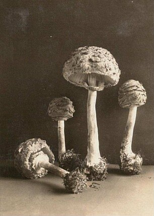 Gemeine Riesenschirmling, Parasol oder Riesenschirmpilz (Macrolepiota procera)