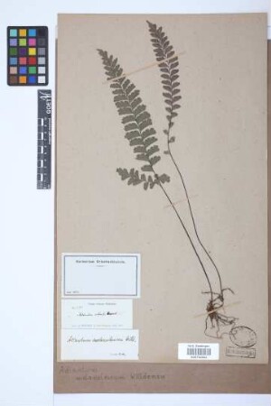 Adiantum melanoleucum Willd.