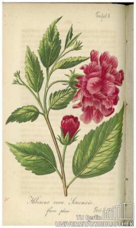 Hibiscus rosa Sinensis flore pleno