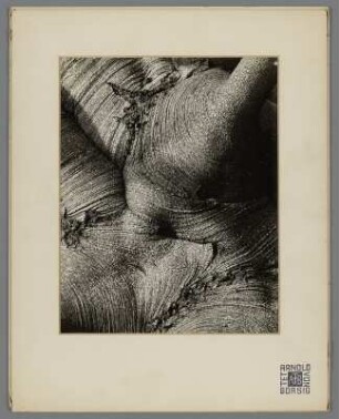 Stamm einer Buche, Ossining (Fagus)