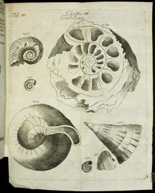 [Classis Quarta. Fossilia Turbinata.]