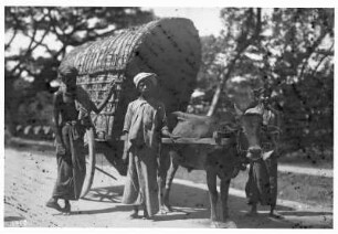 Ceylon (Sri Lanka). Drei Männer mit einem Ochsengespann