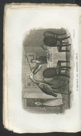 Tafel: L'argala ou grande grue.