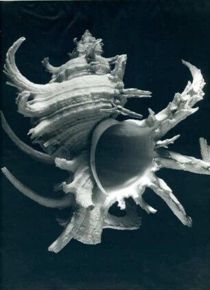 Murex monodon Sow. (Stachelschnecke), Philippinen