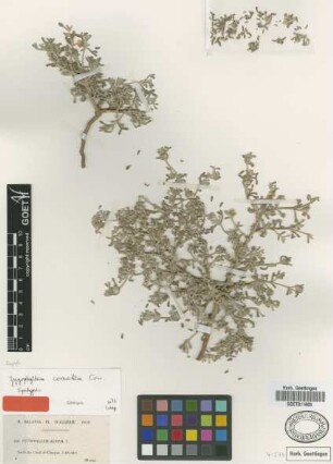 Zygophyllum cornutum Coss. [syntype]