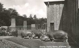 Leipzig: Zoolog. Garten ; Nilpferde