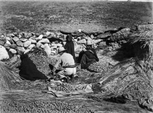 Kartoffellese bei den Aymara (Südamerikareise 1926-1929)