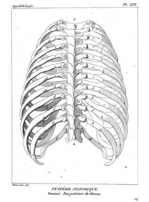 Pl. XIV. Systême Anatomique. Homme, Face postériéure du Thorax.