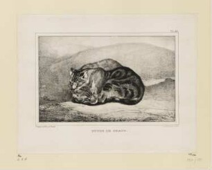 Etude de chats