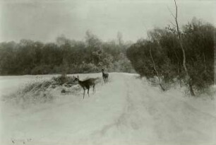 Rehe im Winterwald