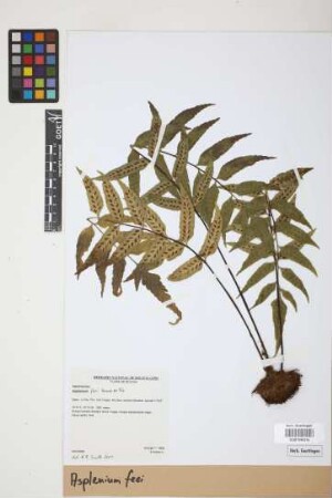 Asplenium feei Kunze ex Fée