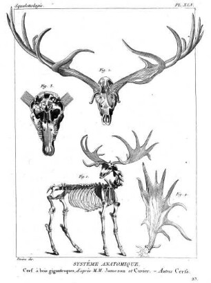 Pl. XLV. Systême Anatomique. Cerf à bois gigantesques, d'après M. M. Jameson et Cuvier. - Autres Cerfs.