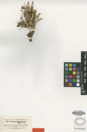 Cuscuta kotschyana Boiss. [isotype]