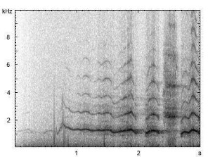 Hausesel | Equus asinus f. asinus - Lautfolge