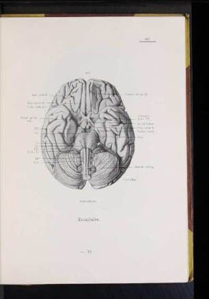 167 Gehirnbasis.