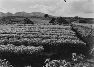 Landwirtschaftliche Anbaufläche : Vermutlich von den Europäern angelegte Anbauflächen in hügeliger Landschaft in Tansania