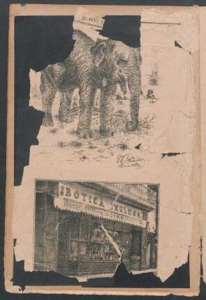 [Vista de un Elefante Asiático.] [Fragmento]