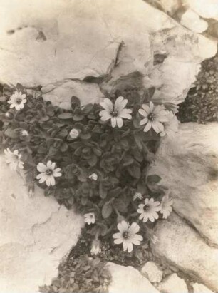 Breitblättrige Hornkraut (Cerastium latifolium), auch Kalkalpen-Hornkraut genannt. Rosengarten (Dolomiten)