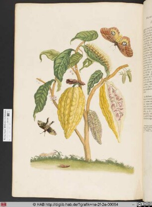 [Metamorphose eines Schmetterlings]
