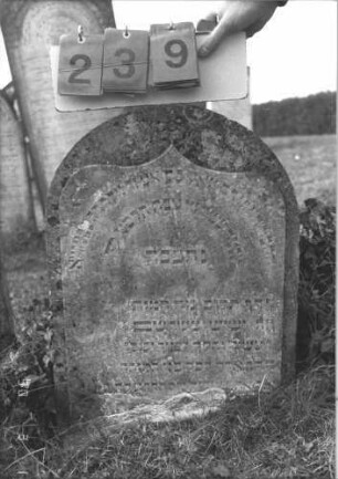 Grabstein 239 (Index: 99786879) Zustand: knapp über Sockel abgebrochen und zementiert, Sockel eingesunken Maße HxBxT: 58x56x5 cm: Grabstein 239