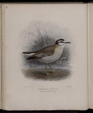 Charadrius Tenellus.