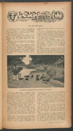 La cría del pavo : El campo y la chacra