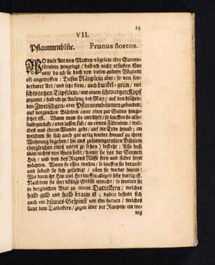 VII. Pflaumenblüe. Prunus florens.