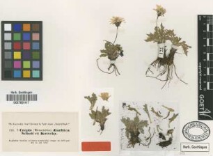 Crepis dioritica Schott & Kotschy ex Boiss. [type]