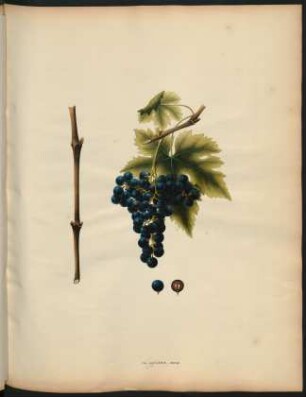 47. Lugiana nera