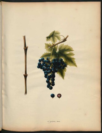47. Lugiana nera