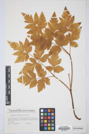 Tinguarra cervariifolia (DC.) Parl.