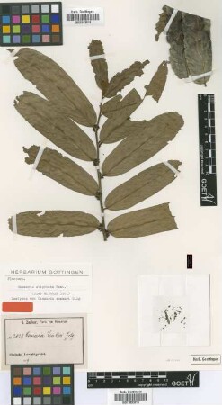 Casearia zenkeri Gilg [isotype]