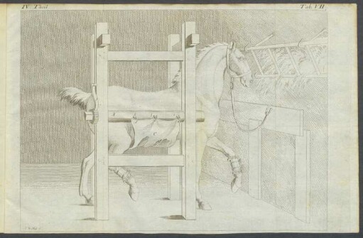 IV. Theil. Tab. VII.