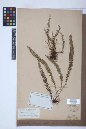 Asplenium trichomanes L. ssp. anceps (L.v. Buch)
