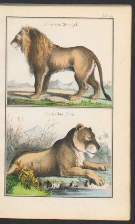 Tafel 4.: Löwe vom Senegal. Persischer Löwe.