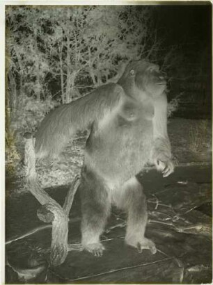 Gorilla beringei beringei