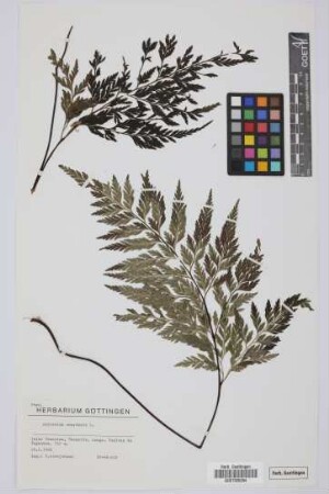 Asplenium onopteris L.