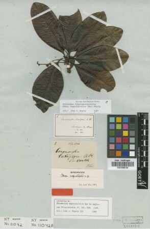 Conomorpha laxiflora A.DC.
